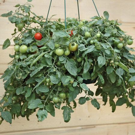 Patio, Tomato Seeds - Packet image number null